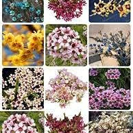 Flower Seeds, Seeds,Seeds For Planting,Plant Seeds