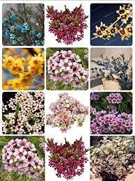 Flower Seeds, Seeds,Seeds For Planting,Plant Seeds