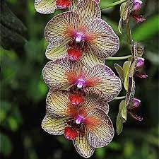 Flower Seeds, Seeds,Seeds For Planting,Plant Seeds