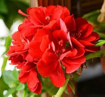 Flower Seeds, Seeds,Seeds For Planting,Plant Seeds