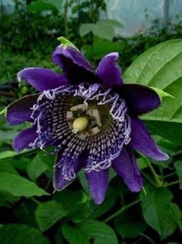 Flower Seeds, Seeds,Seeds For Planting,Plant Seeds