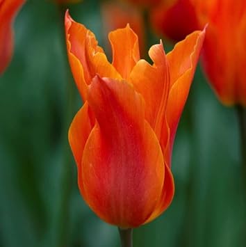 Flower Seeds, Seeds,Seeds For Planting,Plant Seeds