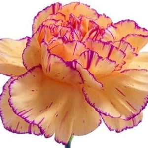 Flower Seeds, Seeds,Seeds For Planting,Plant Seeds