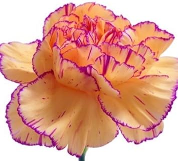 Flower Seeds, Seeds,Seeds For Planting,Plant Seeds