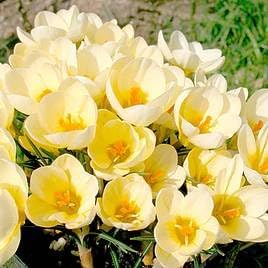 Flower Seeds, Seeds,Seeds For Planting,Plant Seeds