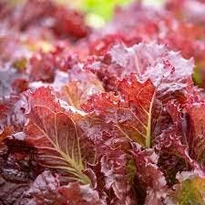 Vegetable Seeds,Garden seeds, Seeds For Planting,Plant Seeds
