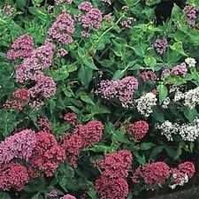 Flower Seeds, Seeds,Seeds For Planting,Plant Seeds