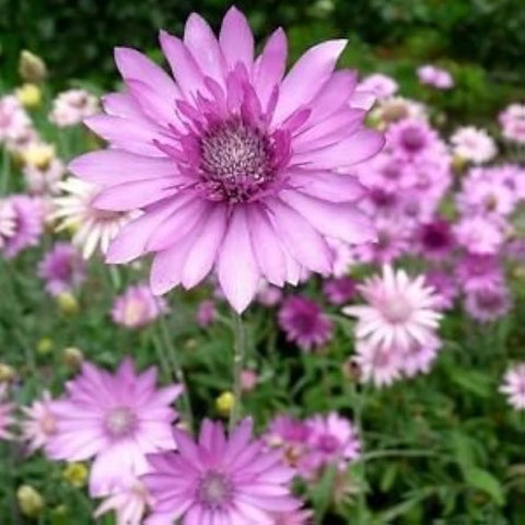 Flower Seeds, Seeds,Seeds For Planting,Plant Seeds