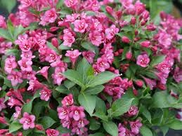 Flower Seeds, Seeds,Seeds For Planting,Plant Seeds