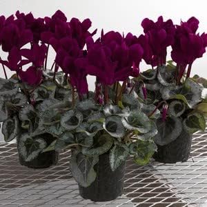 Burgundy Cyclamen Flower Seeds for Planting - Heirloom, Non-GMO, High Germination Organic Garden Seeds