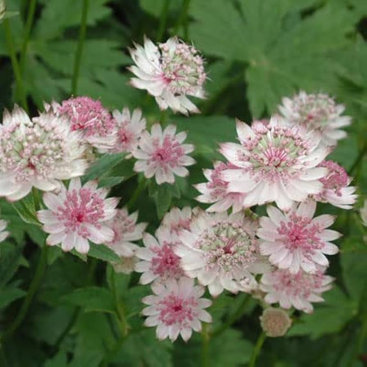 Flower Seeds, Seeds,Seeds For Planting,Plant Seeds