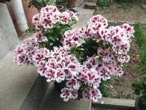 Flower Seeds, Seeds,Seeds For Planting,Plant Seeds