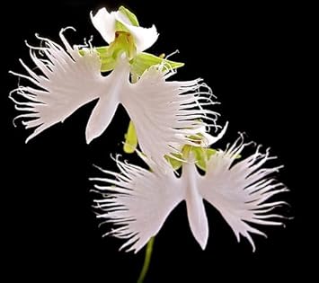 Flower Seeds, Seeds,Seeds For Planting,Plant Seeds