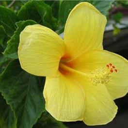 Flower Seeds, Seeds,Seeds For Planting,Plant Seeds