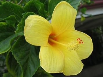 Flower Seeds, Seeds,Seeds For Planting,Plant Seeds