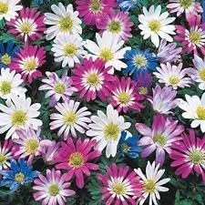 Flower Seeds, Seeds,Seeds For Planting,Plant Seeds