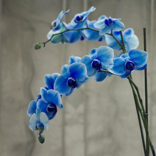 Blue Phalaenopsis Orchid Flower Seeds – Heirloom, Non-GMO, High Germination Organic Garden Seeds for Planting