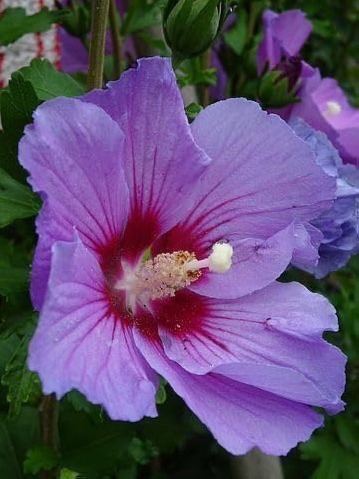 Purple Hibiscus Flower Seeds for Planting – Heirloom, Non-GMO, Sun-Loving High Germination Seeds