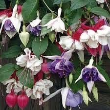 Flower Seeds, Seeds,Seeds For Planting,Plant Seeds