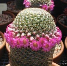 Flower Seeds, Seeds,Seeds For Planting,Plant Seeds