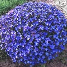 Flower Seeds, Seeds,Seeds For Planting,Plant Seeds