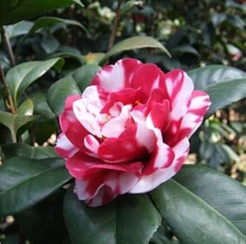 Red White Camellia Flower Seeds for Planting – Heirloom, Non-GMO, Organic Garden Seeds, High Germination