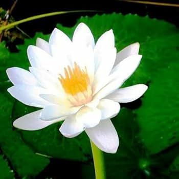 Open Mouth Bonsai Lotus Flowers Seeds for Planting - Water Lily, Easy Grow Aquatic Plant for Garden & Pond