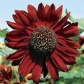 Maroon Sunflower Flower Seeds for Planting | Heirloom Non-GMO Organic Garden Seeds