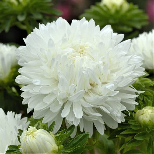 White Aster Flower Seeds for Planting – Easy to Grow, Heirloom, Non-GMO, High Germination Organic Garden Seeds