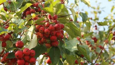 Red Malus Micromalus fruit seeds for planting - Heirloom & Non-GMO Garden seeds, hardy apple trees with sweet fruit