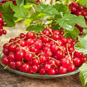 Fruit Seeds,Garden seeds, Seeds For Planting,Plant Seeds