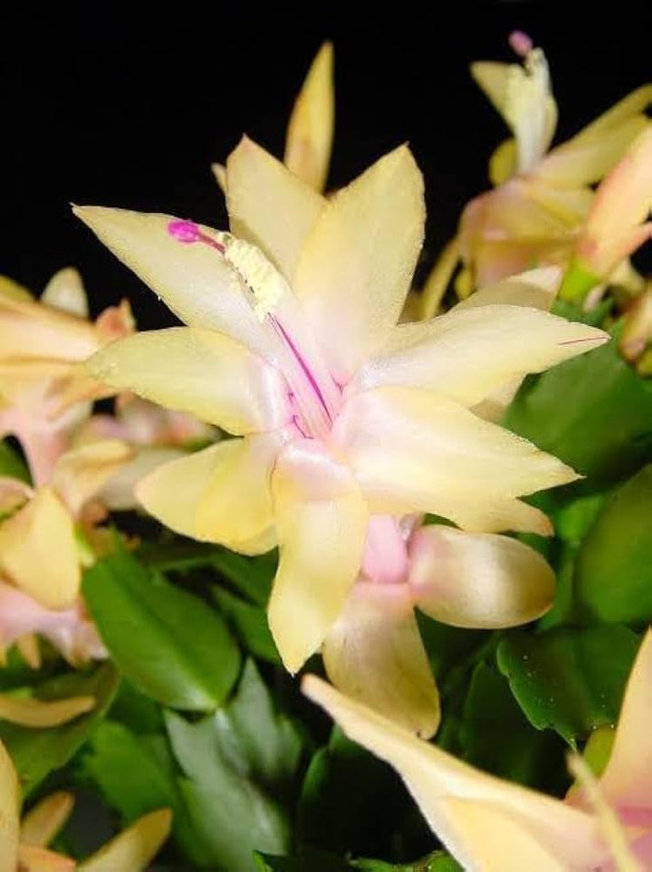 Yellow Schlumbergera Flower seeds for Planting – Fragrant Blossoms, Heirloom, Non-GMO Home Garden Seeds