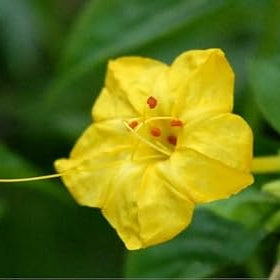 Flower Seeds, Seeds,Seeds For Planting,Plant Seeds
