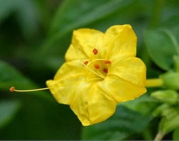 Flower Seeds, Seeds,Seeds For Planting,Plant Seeds