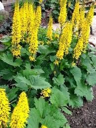 Flower Seeds, Seeds,Seeds For Planting,Plant Seeds