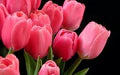 Pink Odorous Tulip Flower Seeds for Planting – Heirloom, Non-GMO, High Germination Organic Garden Seeds