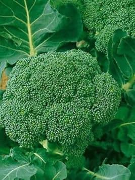 Vegetable Seeds,Garden seeds, Seeds For Planting,Plant Seeds