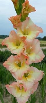 Flower Seeds, Seeds,Seeds For Planting,Plant Seeds