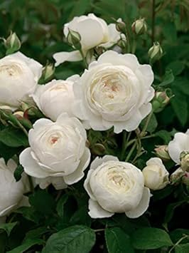 Flower Seeds, Seeds,Seeds For Planting,Plant Seeds