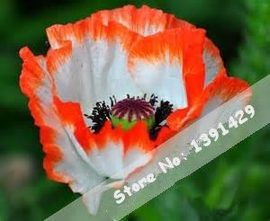 Flower Seeds, Seeds,Seeds For Planting,Plant Seeds