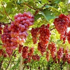 Fruit Seeds,Garden seeds, Seeds For Planting,Plant Seeds