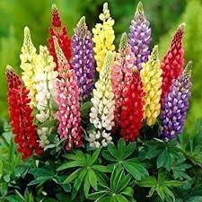 Flower Seeds, Seeds,Seeds For Planting,Plant Seeds