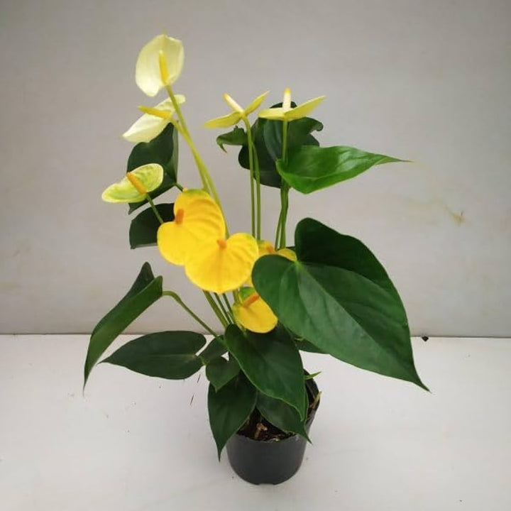 Yellow Anthurium Flower Seeds for Planting – Heirloom, Non-GMO, High Germination Organic Garden Seeds
