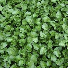 Flower Seeds, Seeds,Seeds For Planting,Plant Seeds