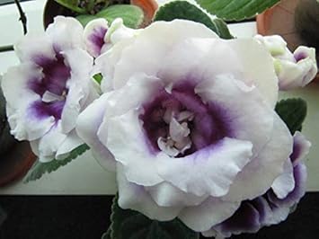 Flower Seeds, Seeds,Seeds For Planting,Plant Seeds