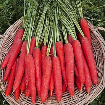 Vegetable Seeds,Garden seeds, Seeds For Planting,Plant Seeds