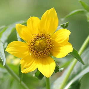 Flower Seeds, Seeds,Seeds For Planting,Plant Seeds