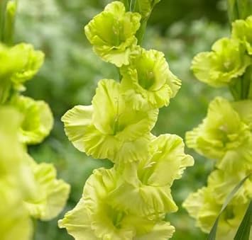 Flower Seeds, Seeds,Seeds For Planting,Plant Seeds