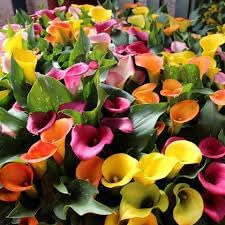 Flower Seeds, Seeds,Seeds For Planting,Plant Seeds
