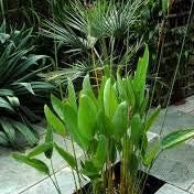 Flower Seeds, Seeds,Seeds For Planting,Plant Seeds